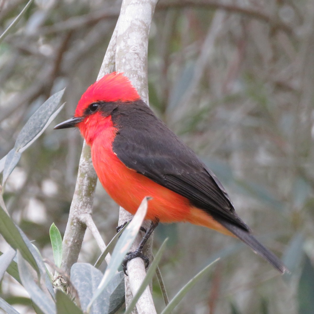 Vermilion Flycatcher - ML620426945