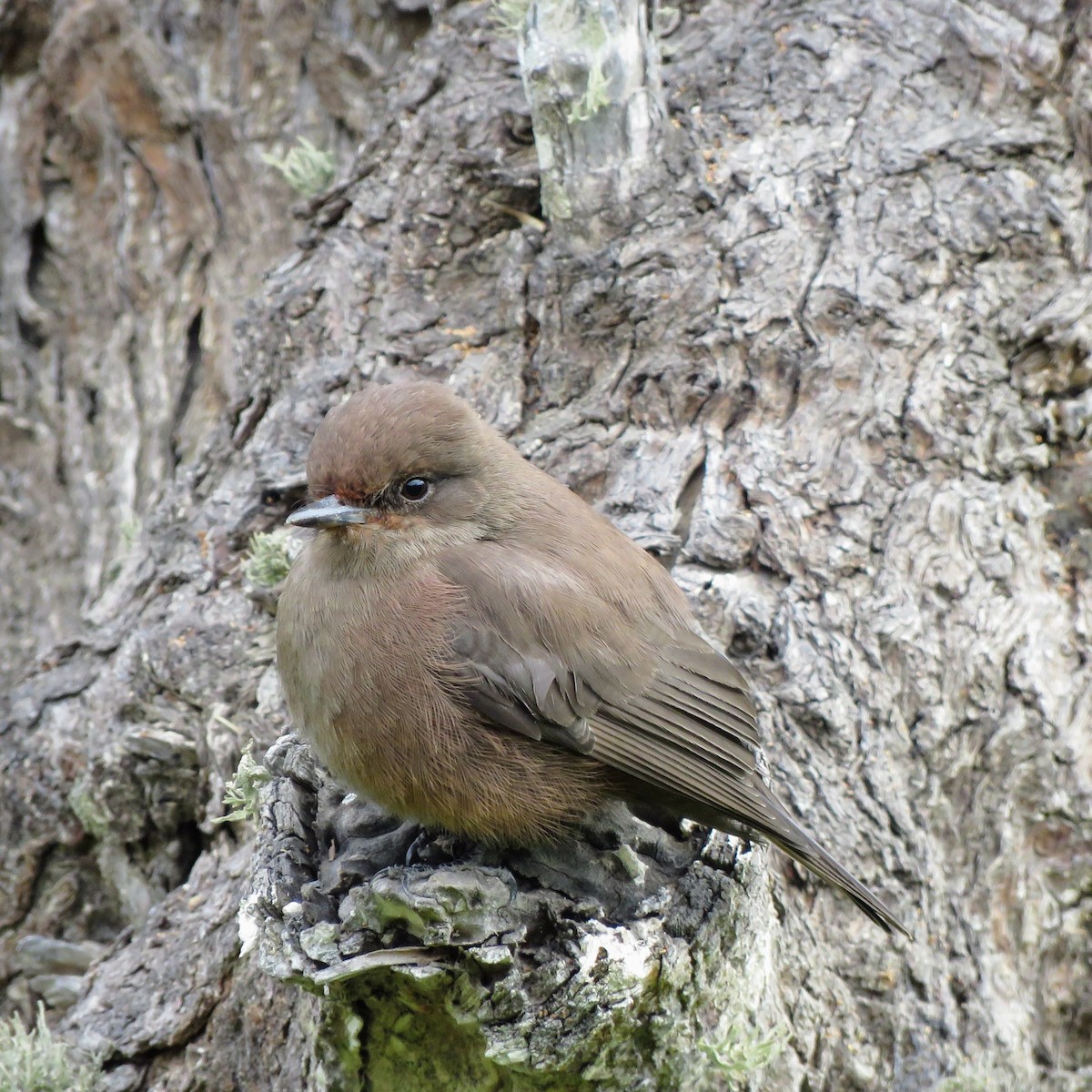 Vermilion Flycatcher - ML620426948