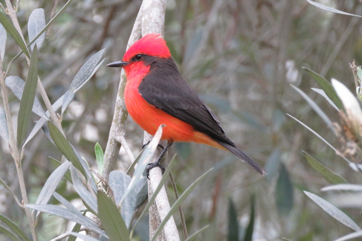 Vermilion Flycatcher - ML620426949