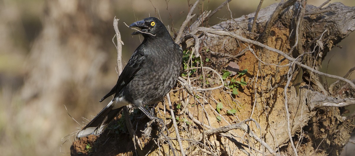 Pied Currawong - ML620426951