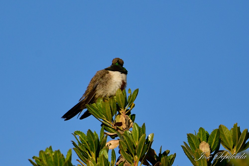 Colibrí Puneño - ML620426954