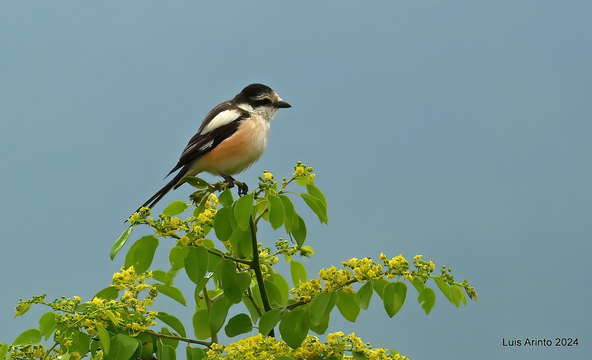 Masked Shrike - ML620426957