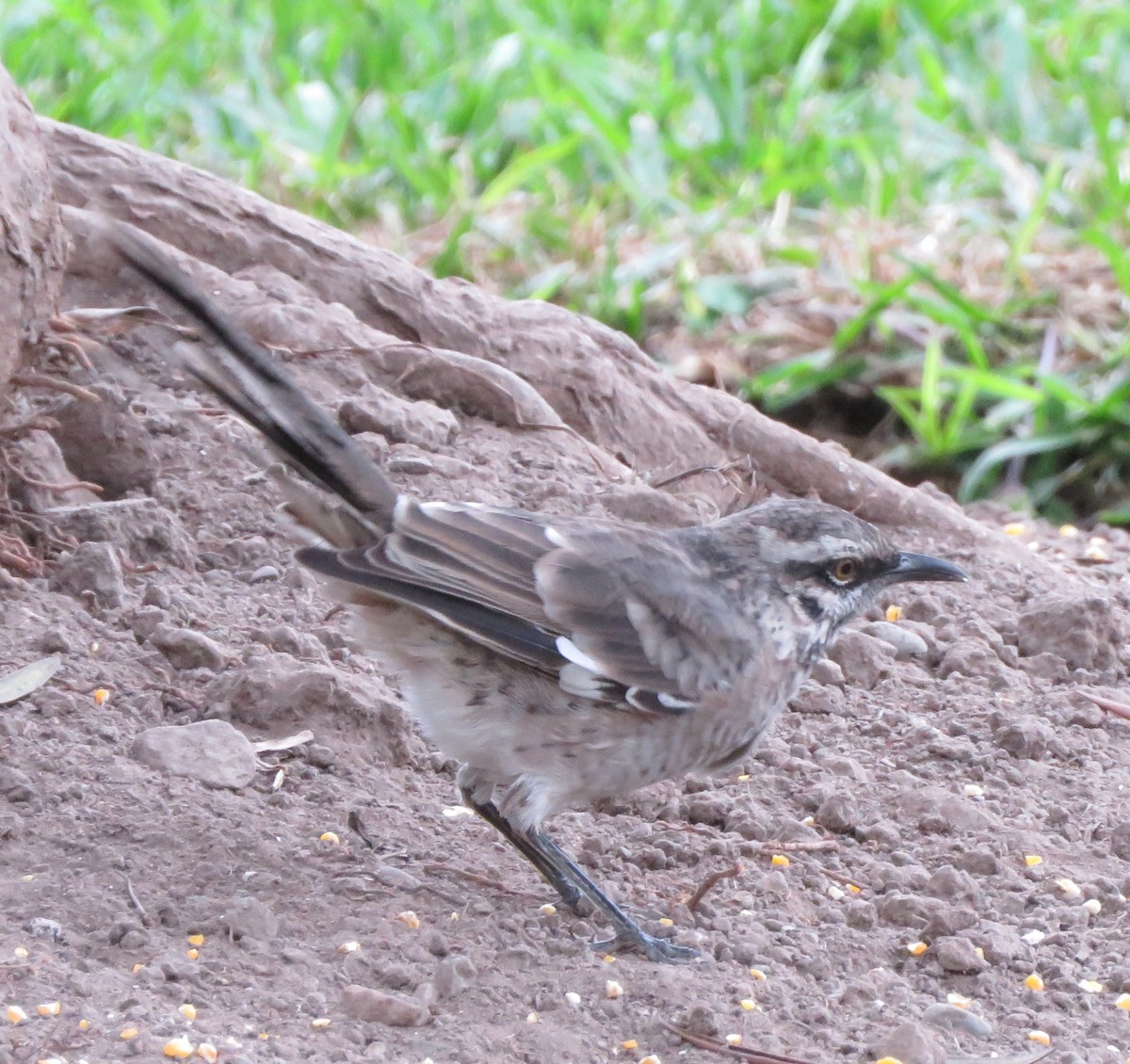 Long-tailed Mockingbird - ML620426958