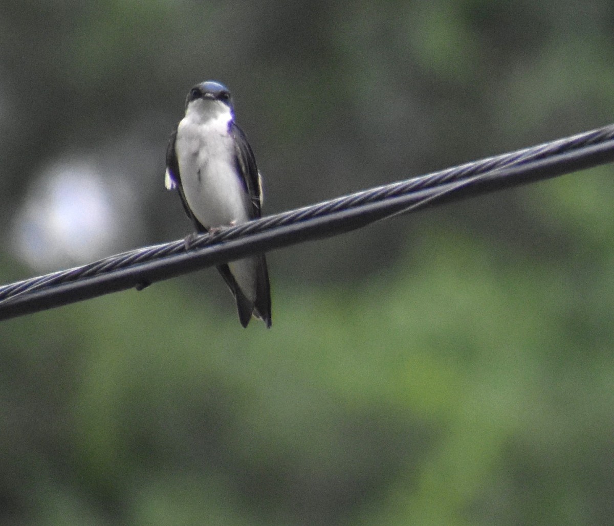 Tree Swallow - ML620426969