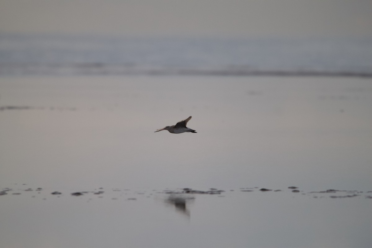 Bar-tailed Godwit - ML620426970