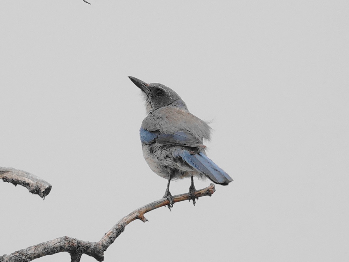 Woodhouse's Scrub-Jay - ML620426975