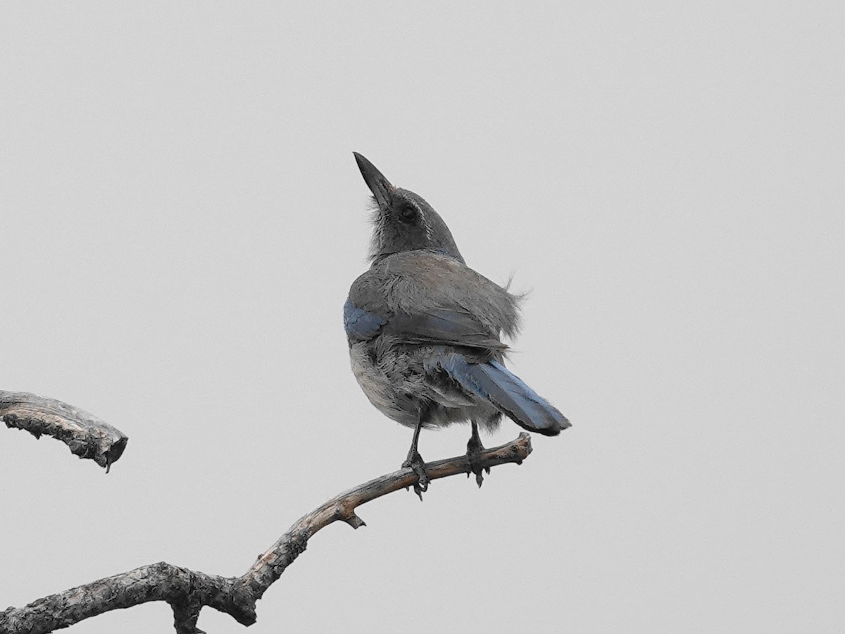 Woodhouse's Scrub-Jay - ML620426976