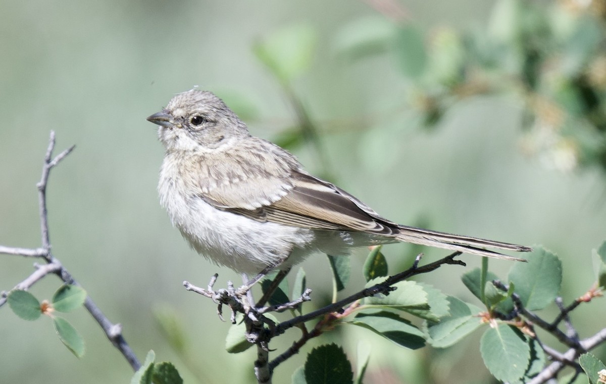 Bell's Sparrow - ML620426978