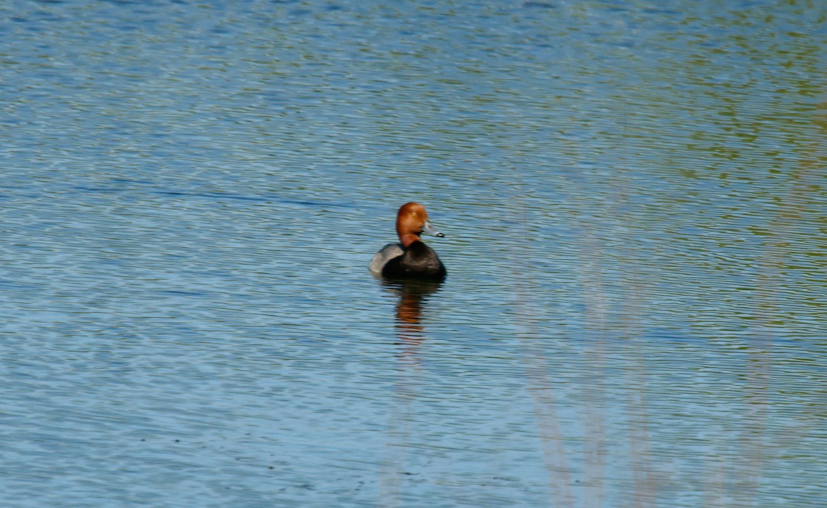 Redhead - Louis Sharp