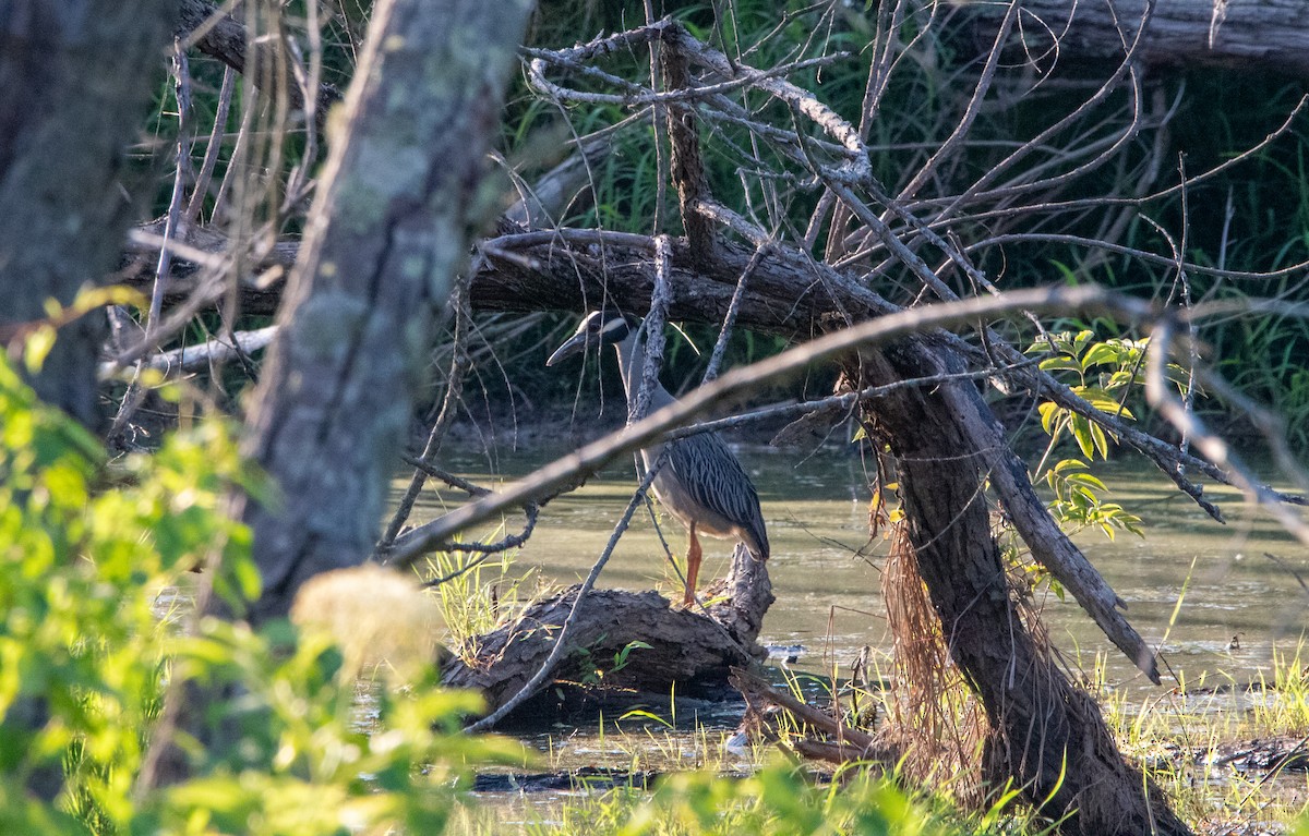 Yellow-crowned Night Heron - ML620426981