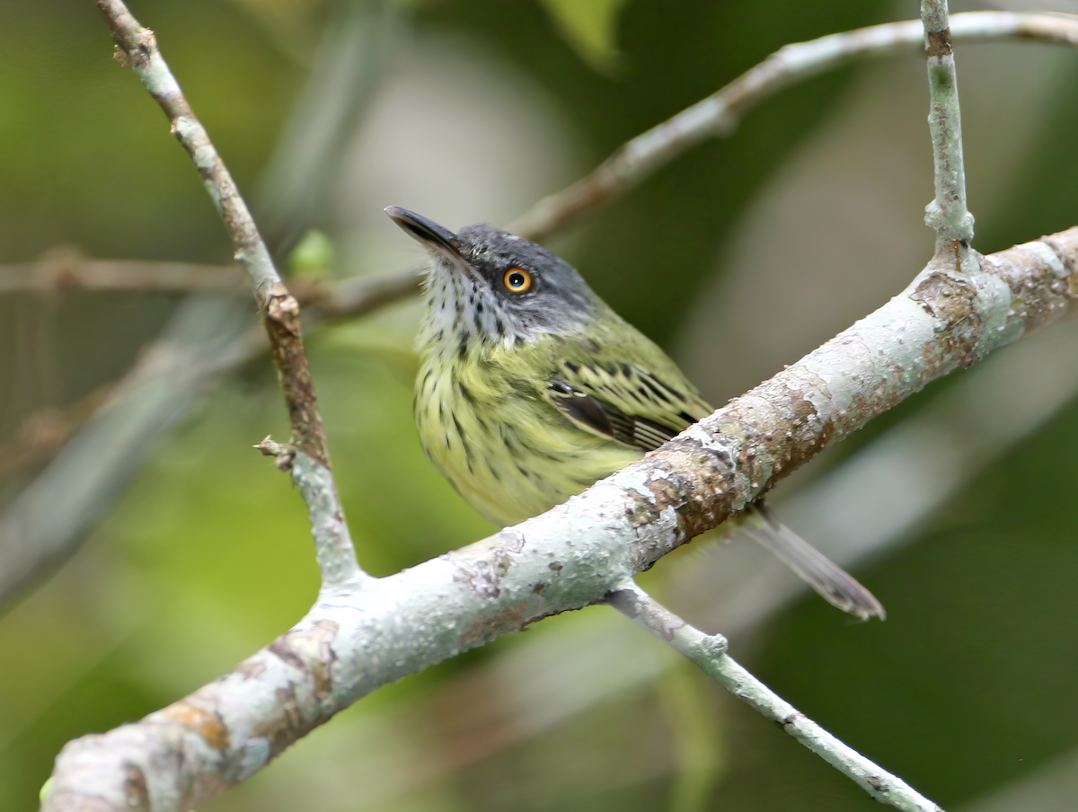 Spotted Tody-Flycatcher - ML620426983