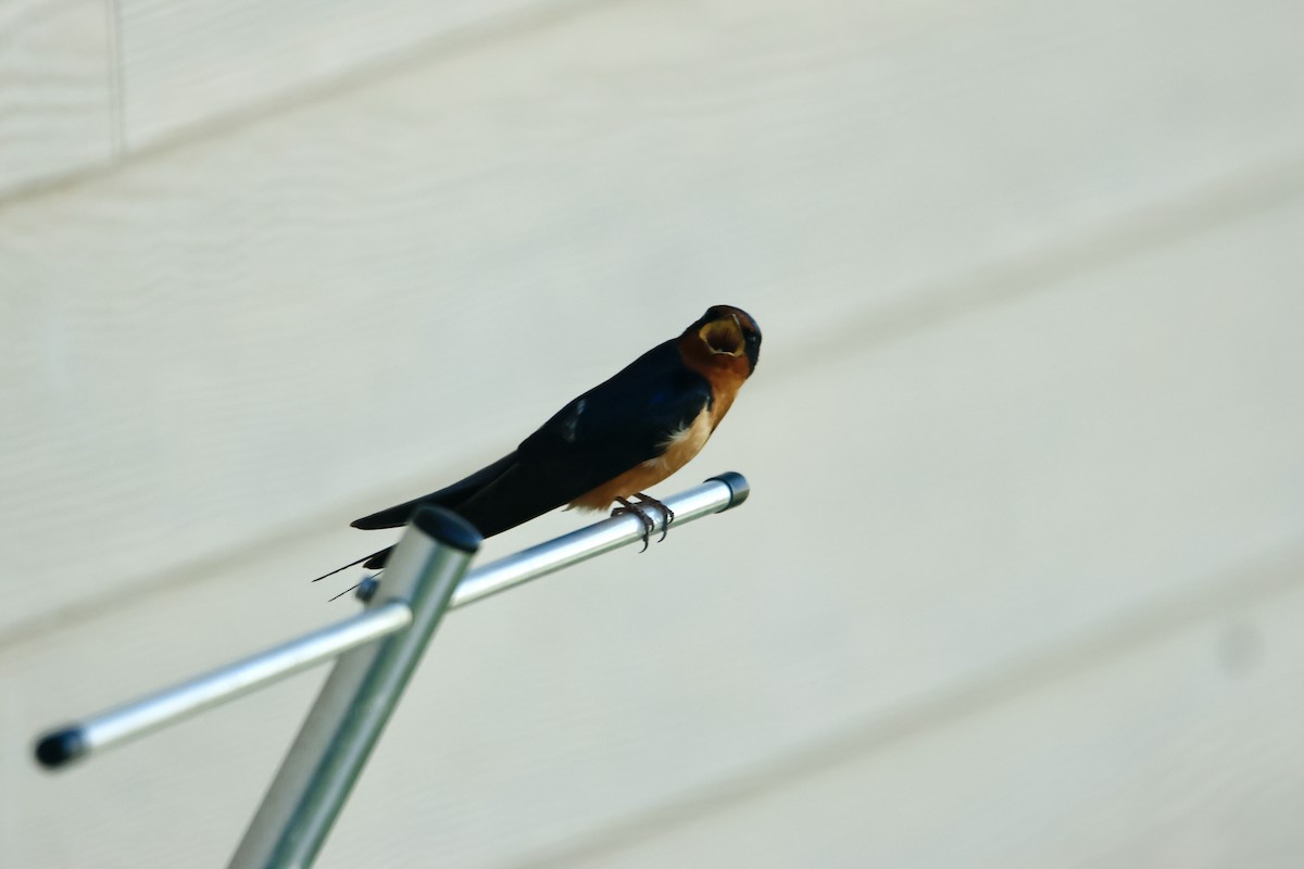 Barn Swallow - ML620426985