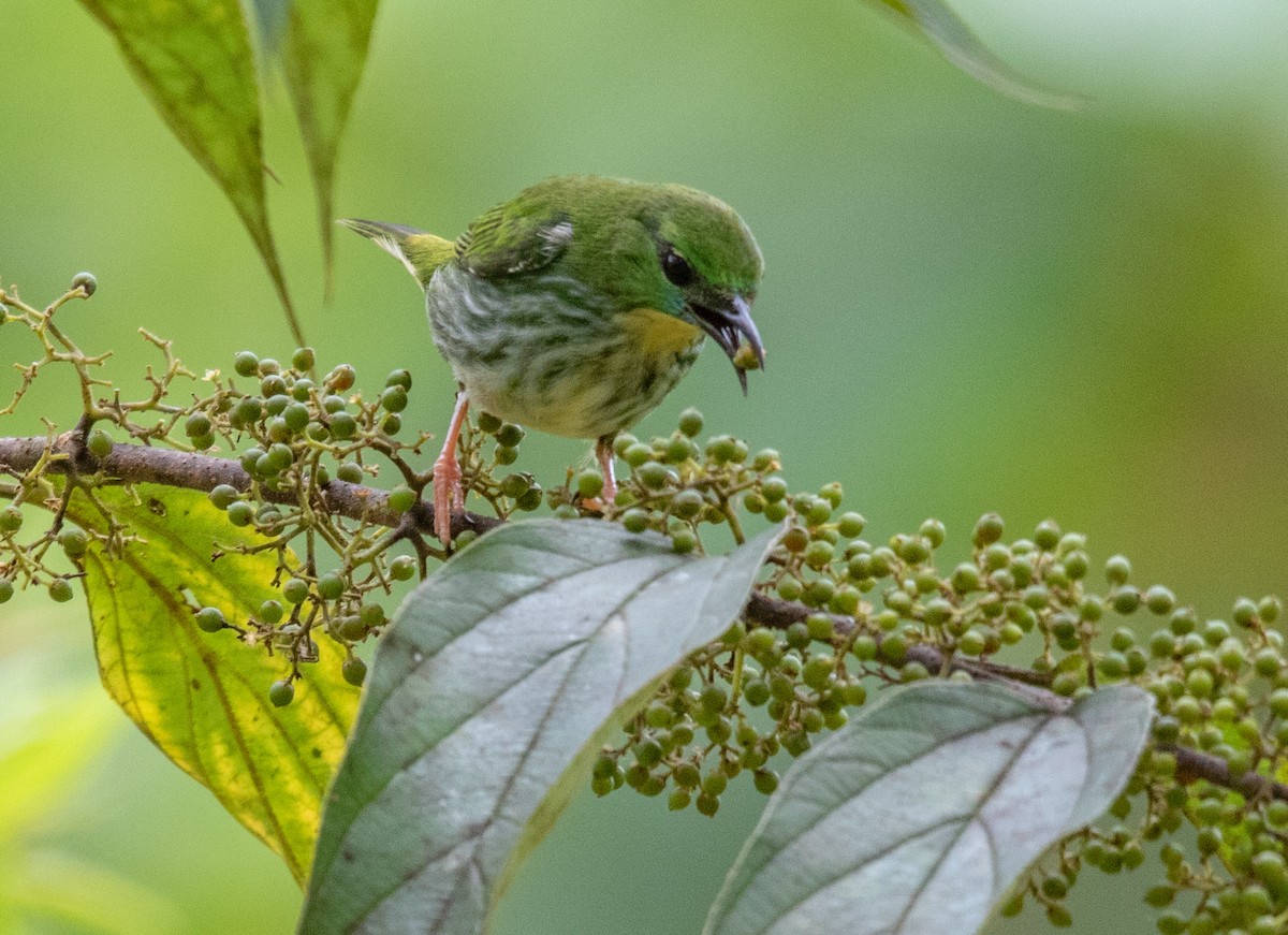 Short-billed Honeycreeper - ML620426991