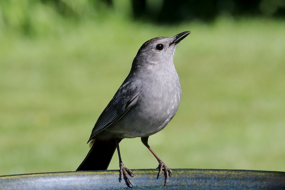 Gray Catbird - ML620426993