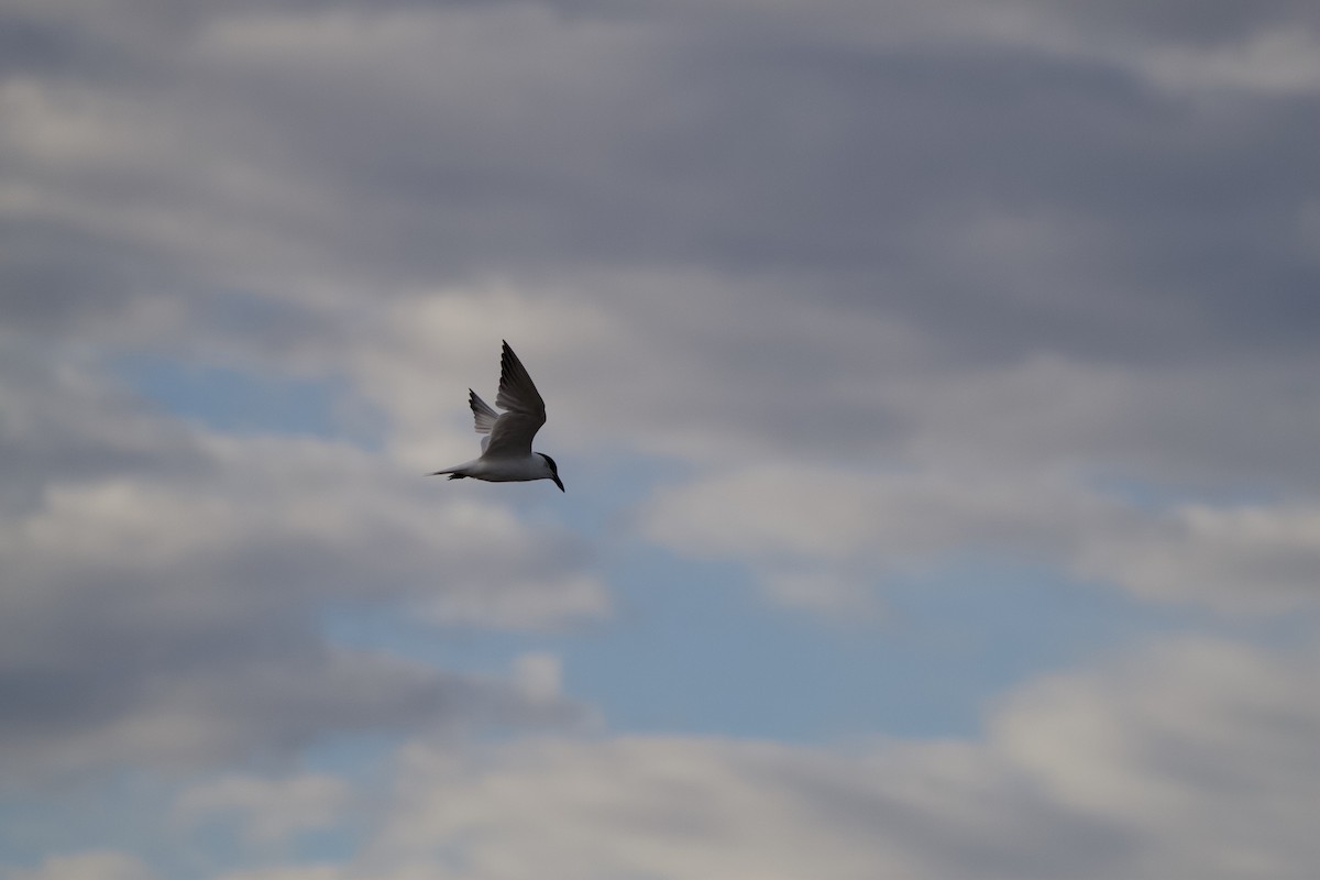 Australian Tern - ML620426994