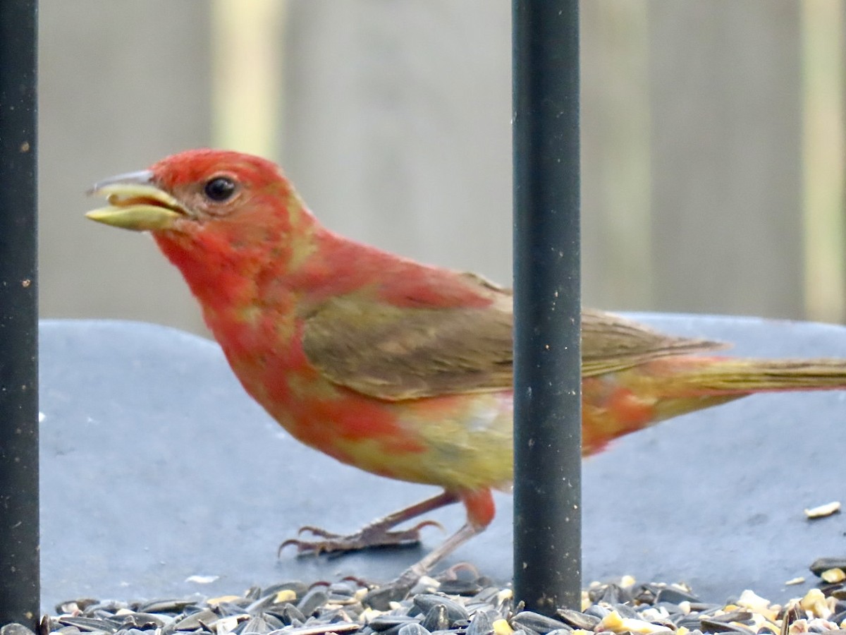 Summer Tanager - ML620426997