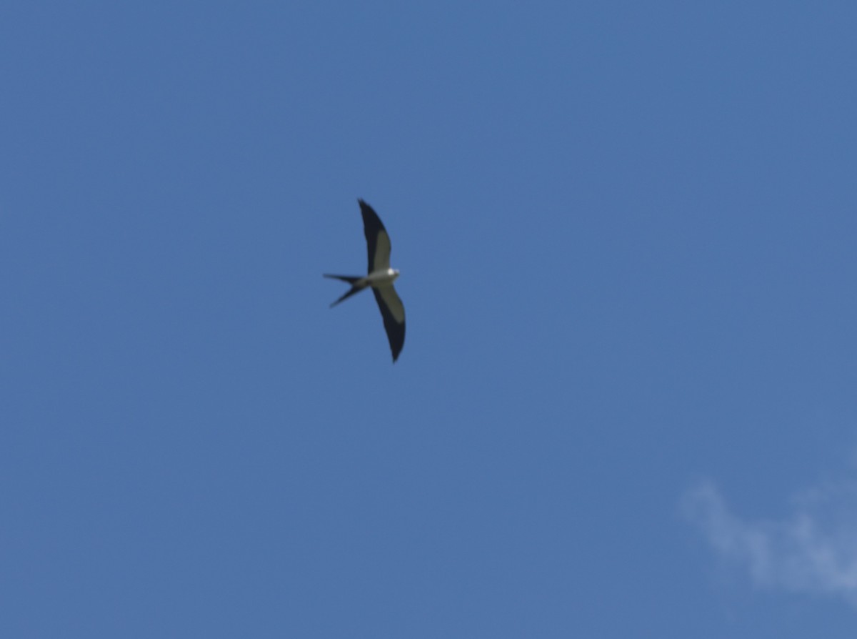 Swallow-tailed Kite - ML620426998