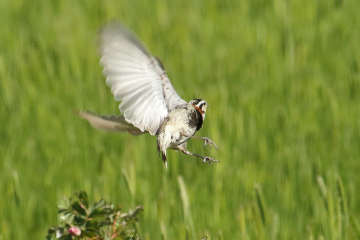 Chestnut-collared Longspur - ML620426999