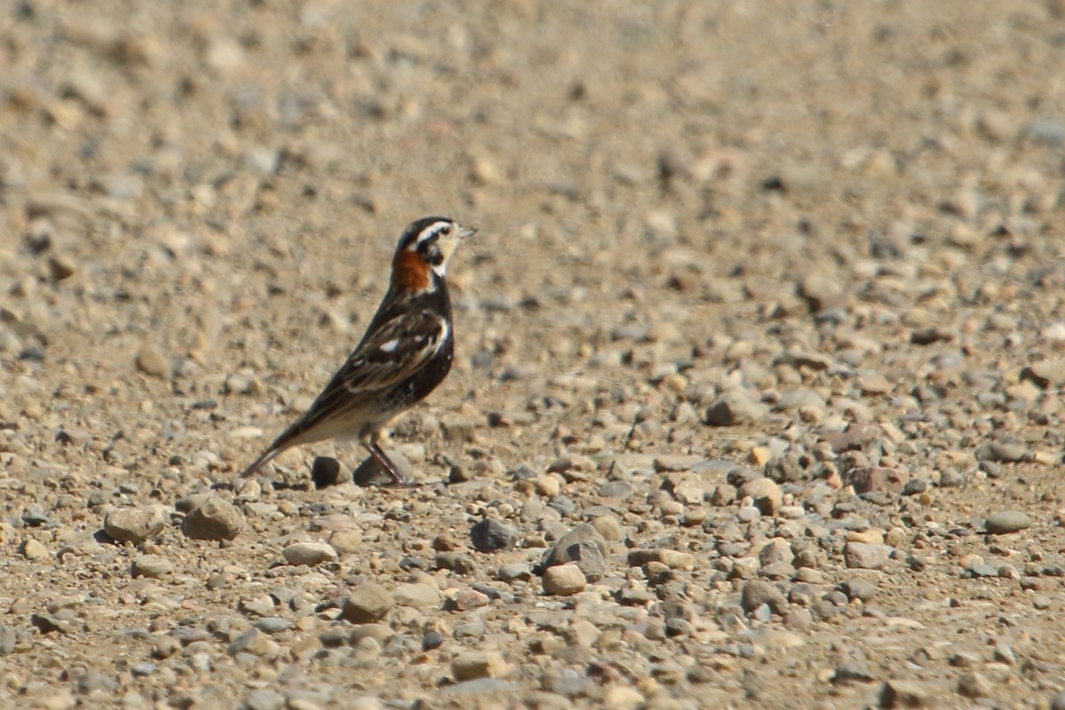 Chestnut-collared Longspur - ML620427000