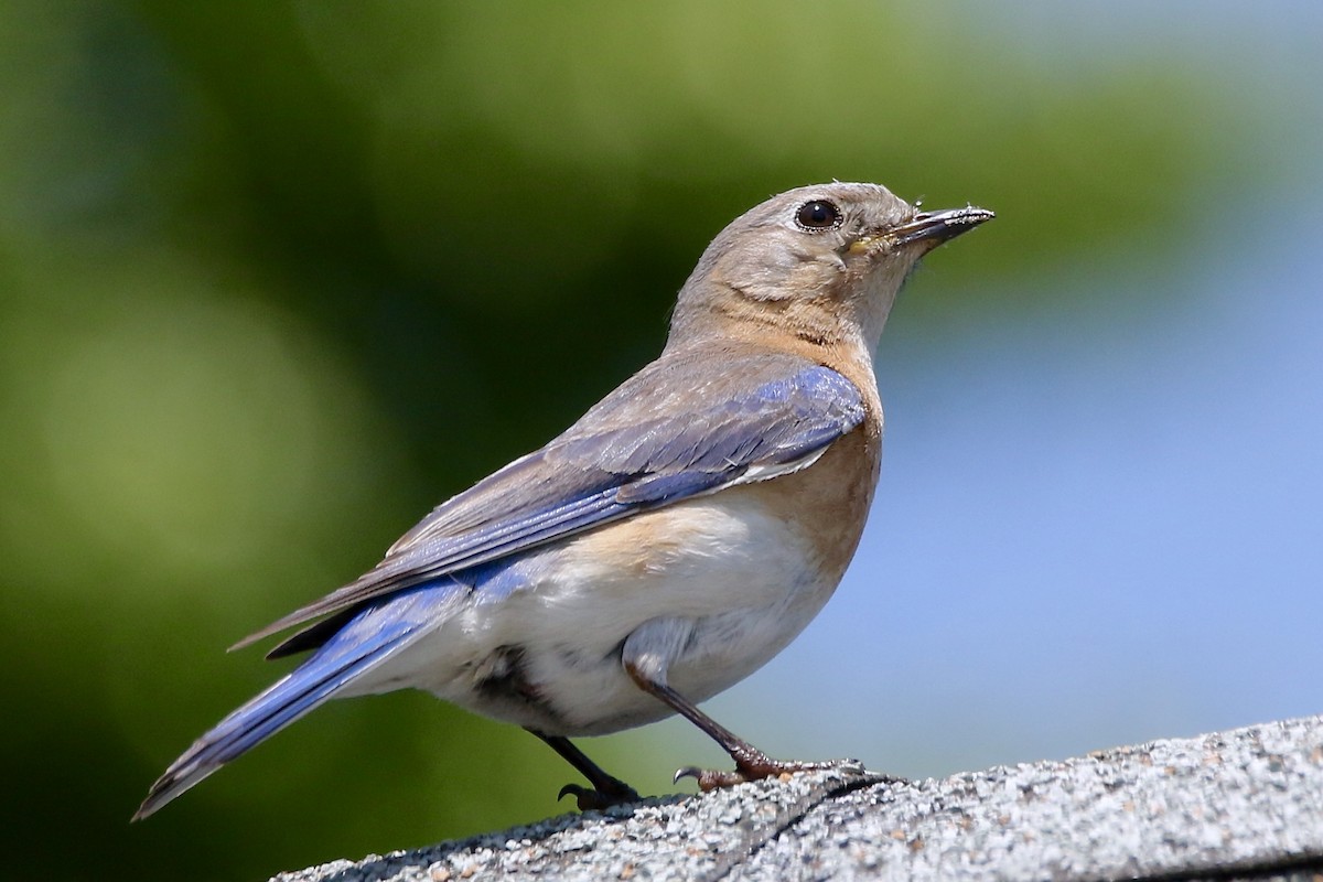 Eastern Bluebird - ML620427005