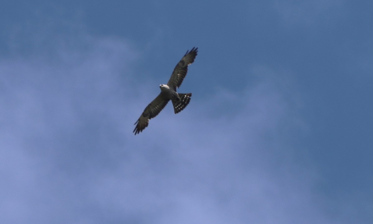 Mississippi Kite - ML620427011