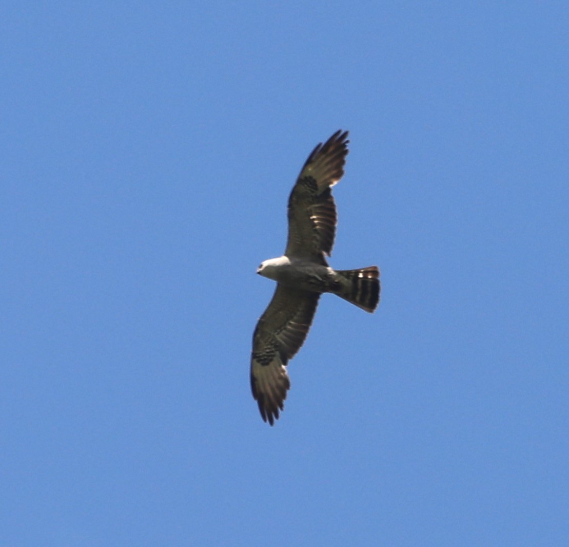 Mississippi Kite - ML620427013