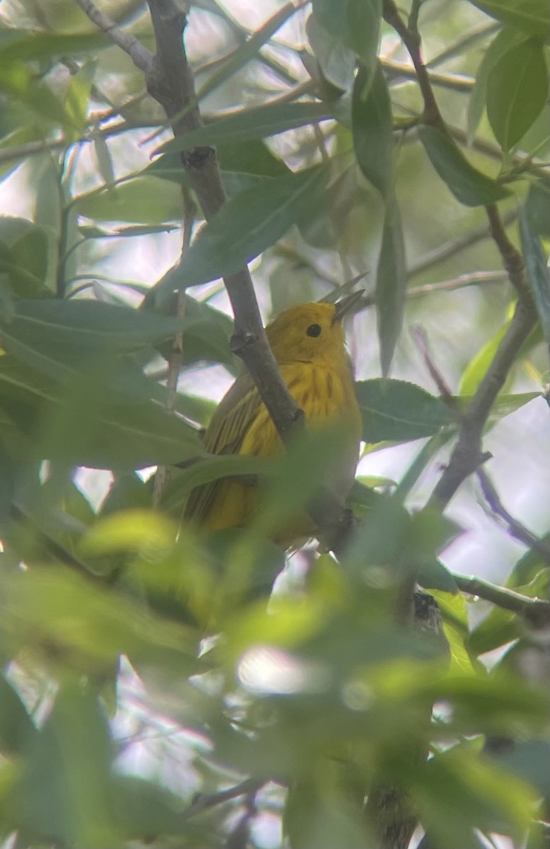 Yellow Warbler - ML620427016