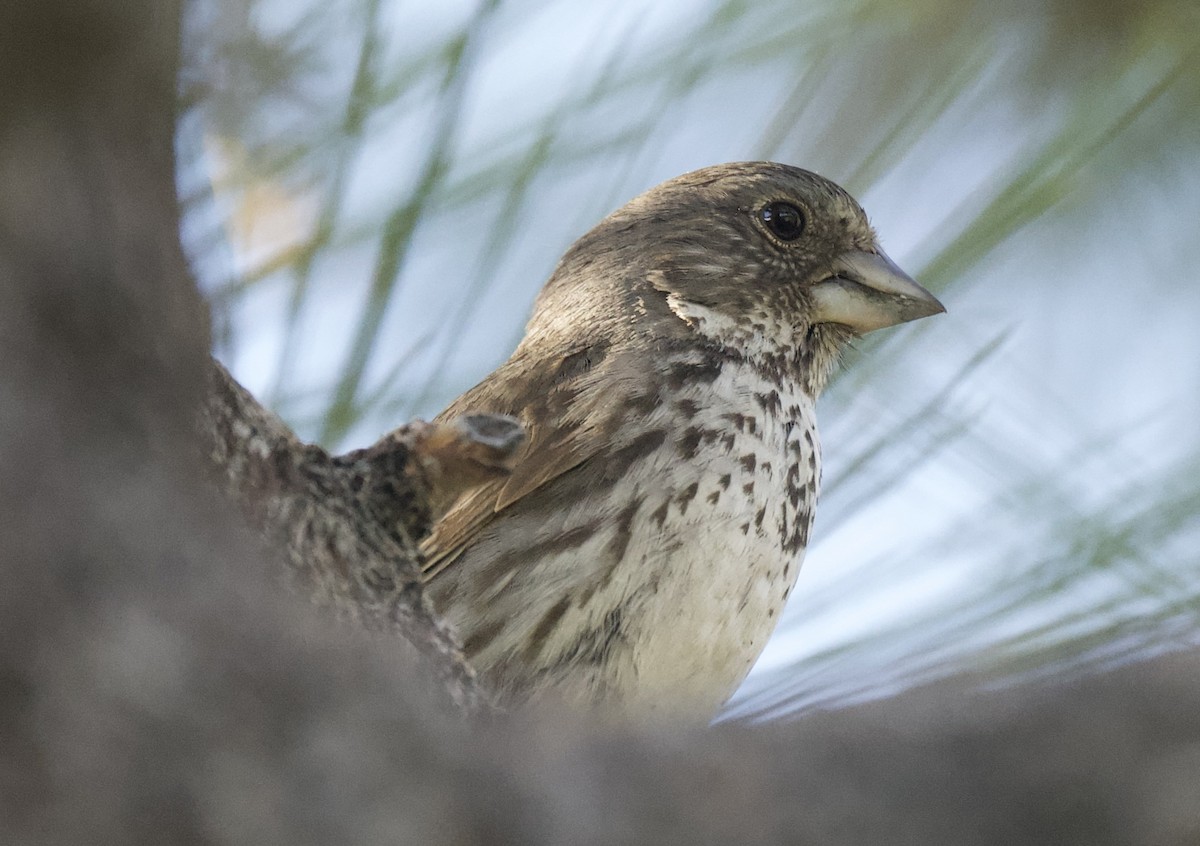 Fox Sparrow (Thick-billed) - ML620427019