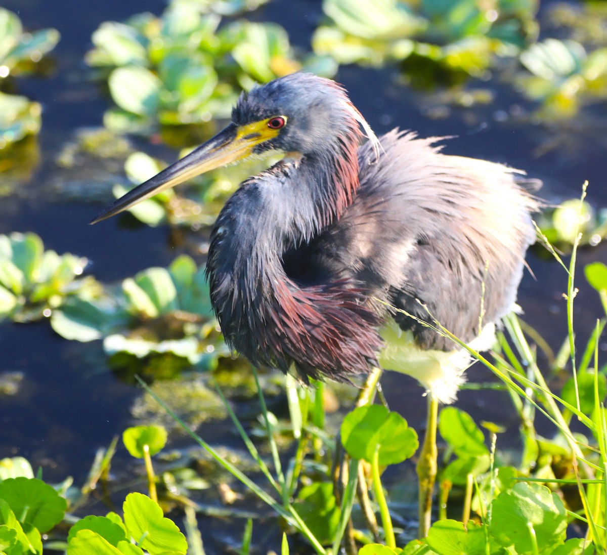 Tricolored Heron - ML620427025