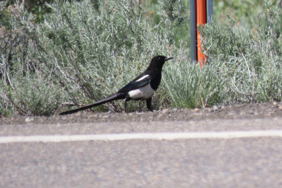 Black-billed Magpie - ML620427027