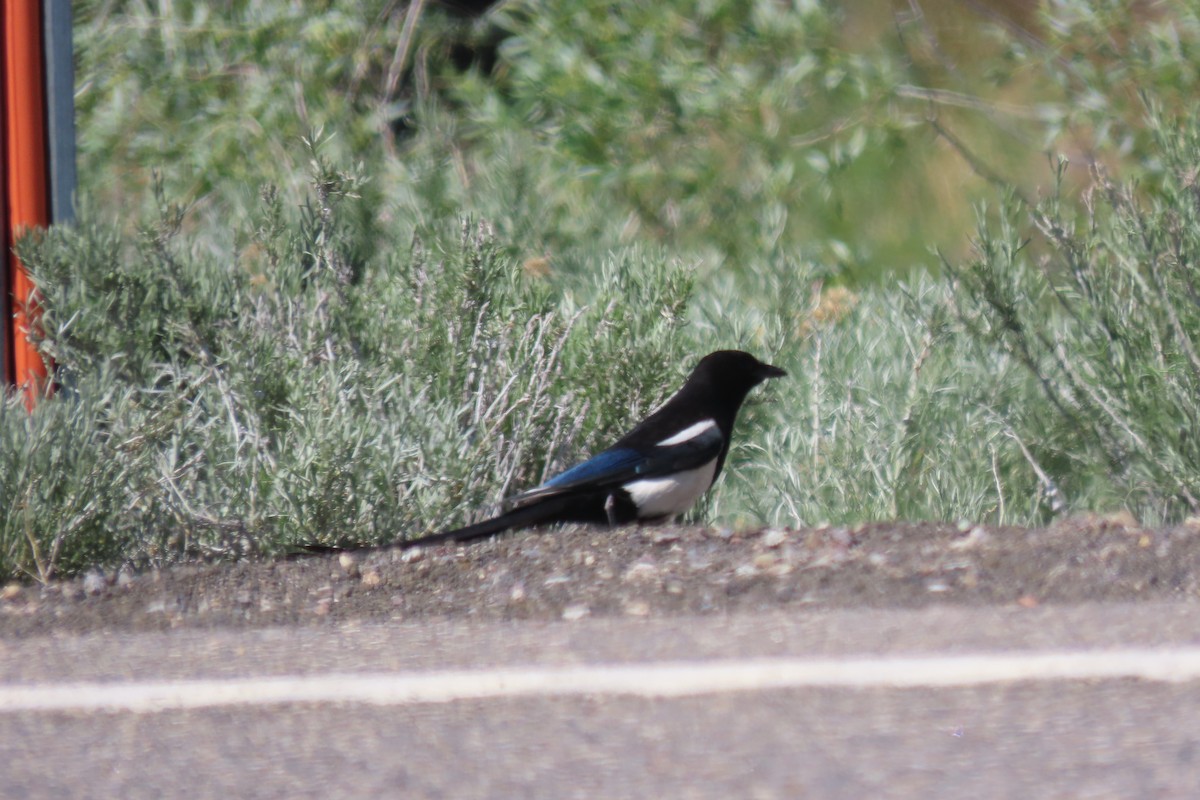 Black-billed Magpie - ML620427028