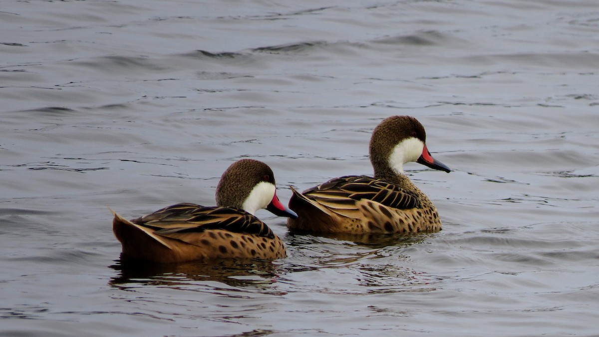 White-cheeked Pintail - ML620427031