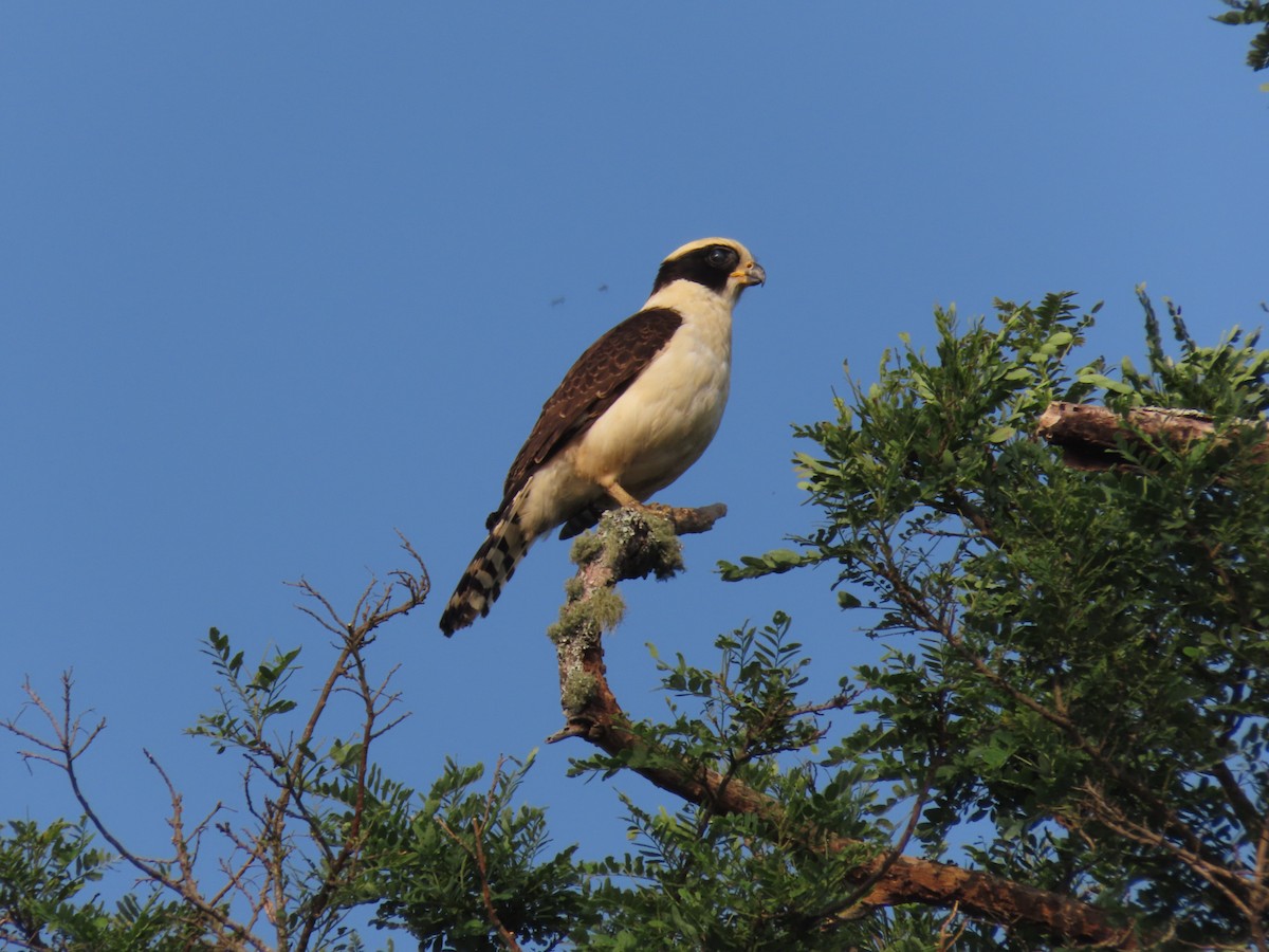 Laughing Falcon - ML620427032