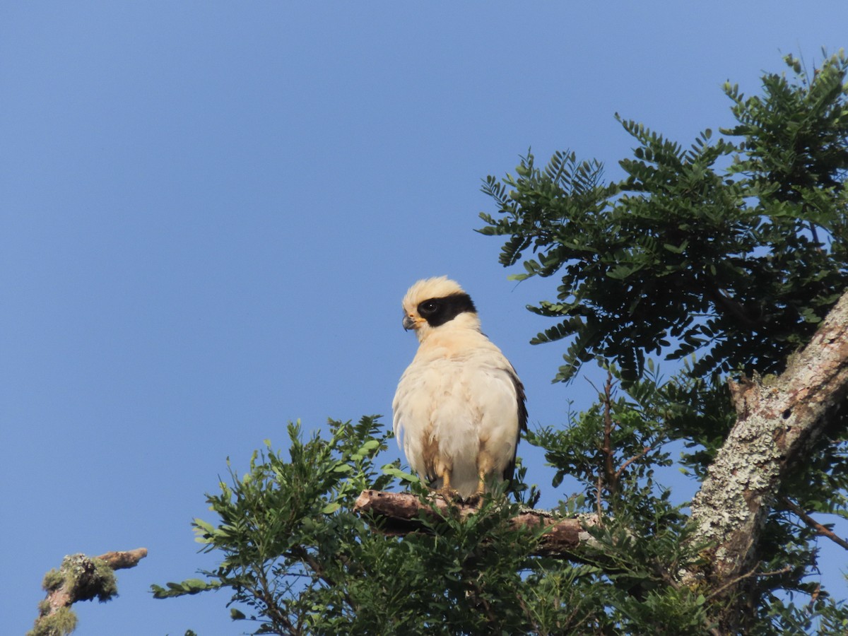 Laughing Falcon - Carlos Funes