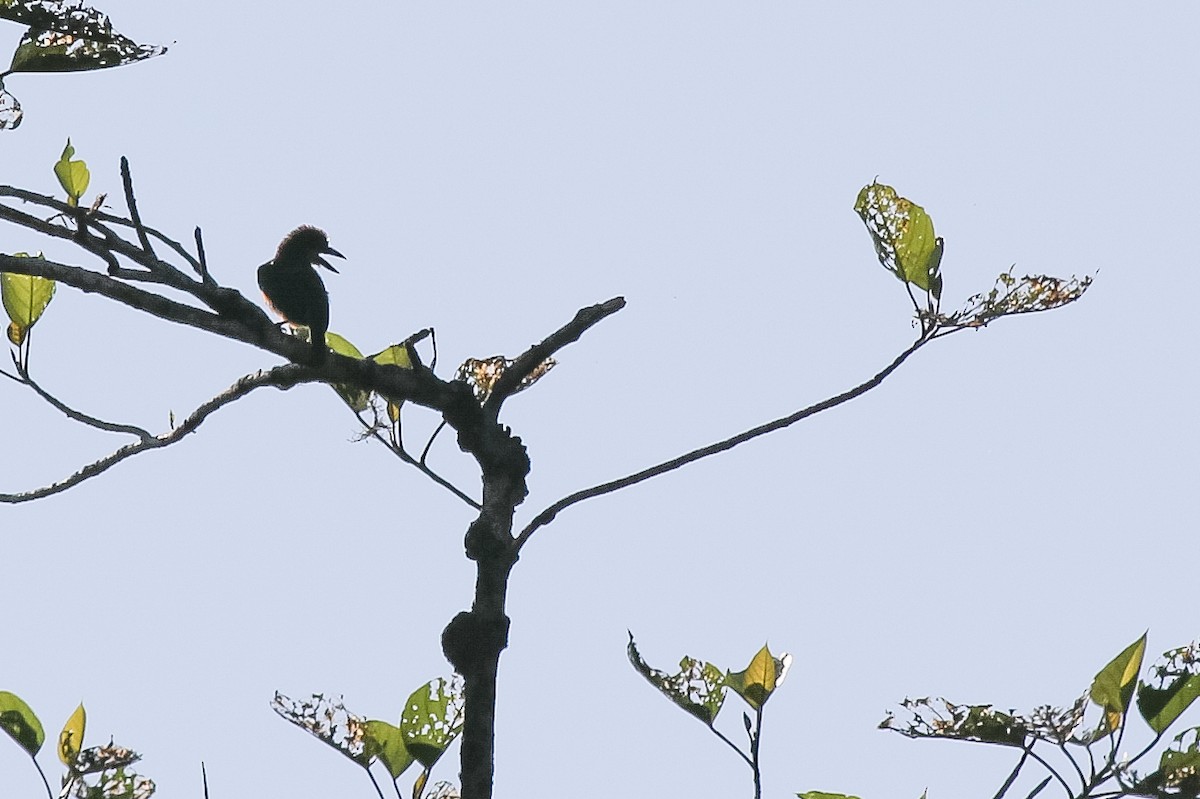 Gold-whiskered Barbet - ML620427036