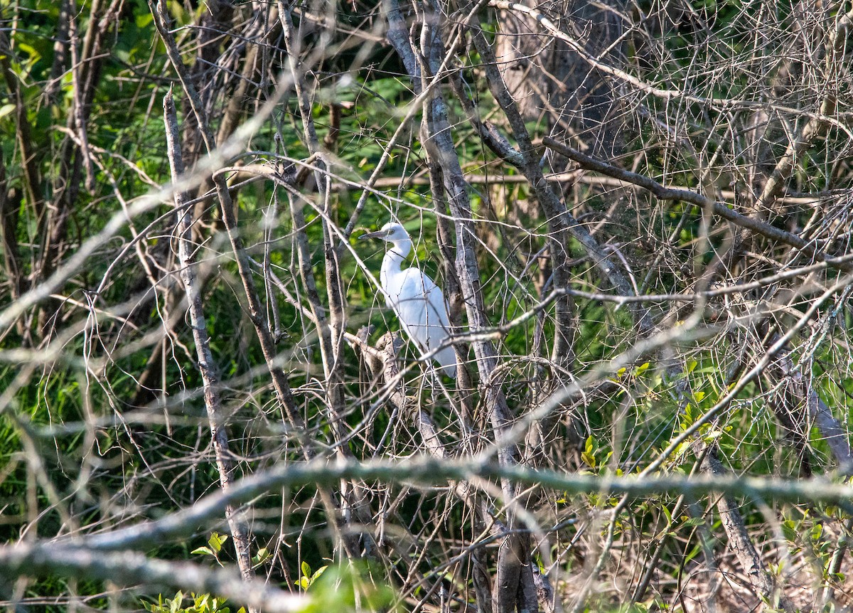 Little Blue Heron - ML620427038