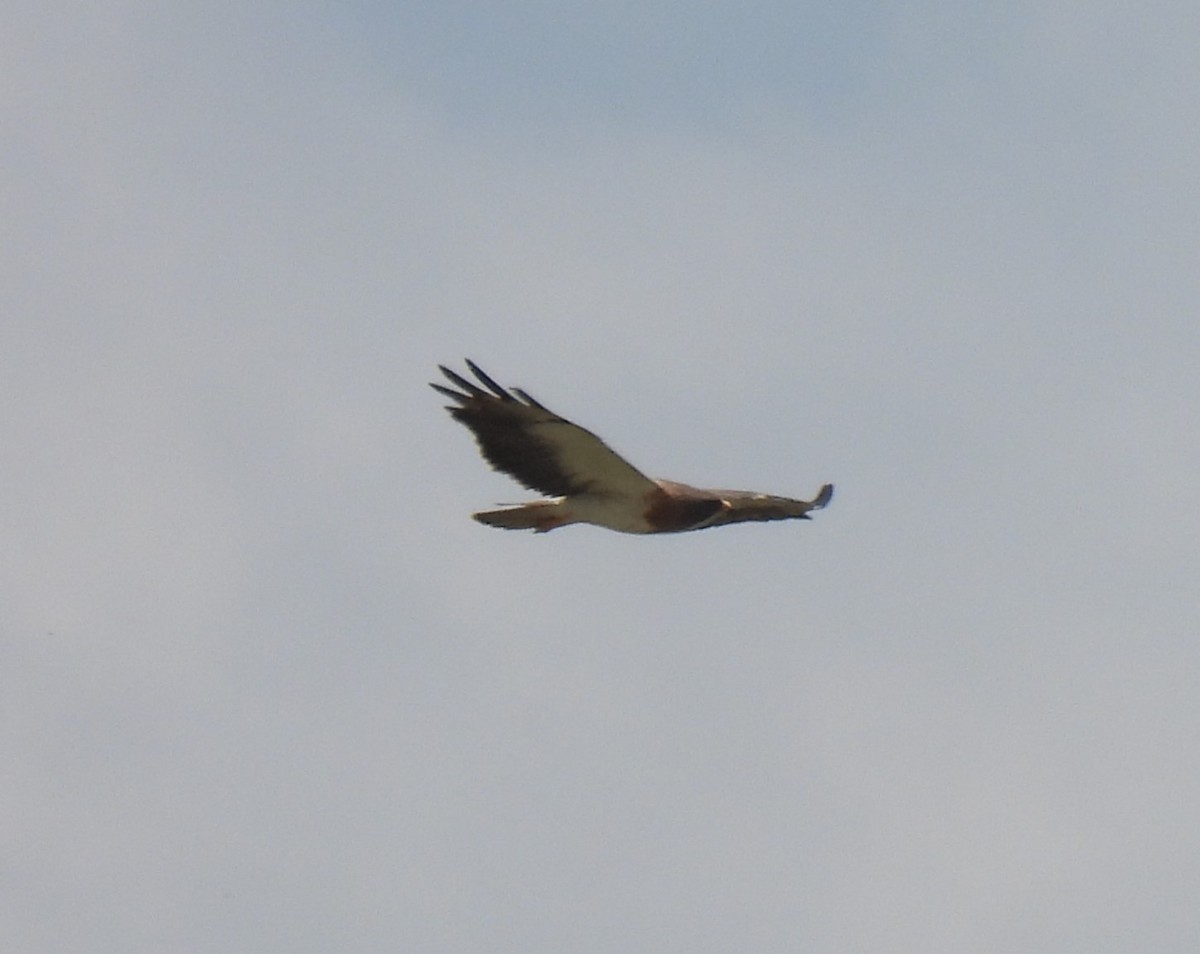 Swainson's Hawk - ML620427046