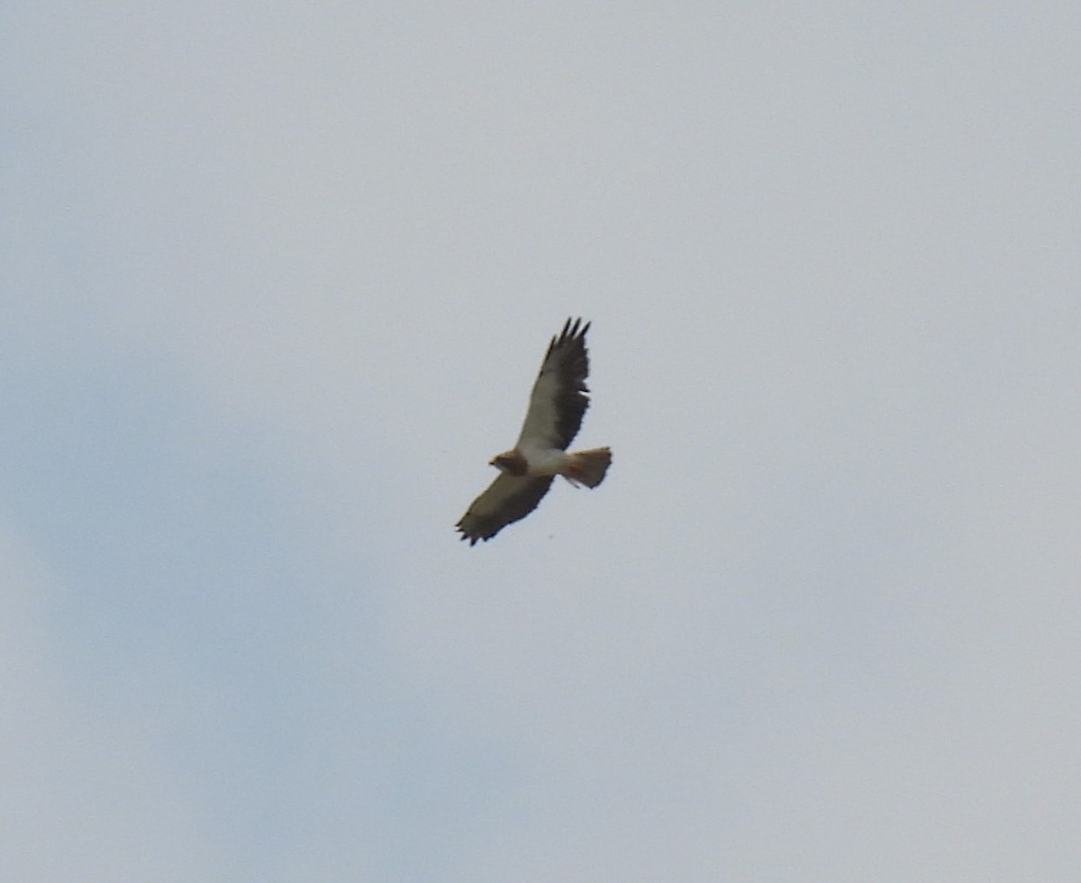 Swainson's Hawk - ML620427049