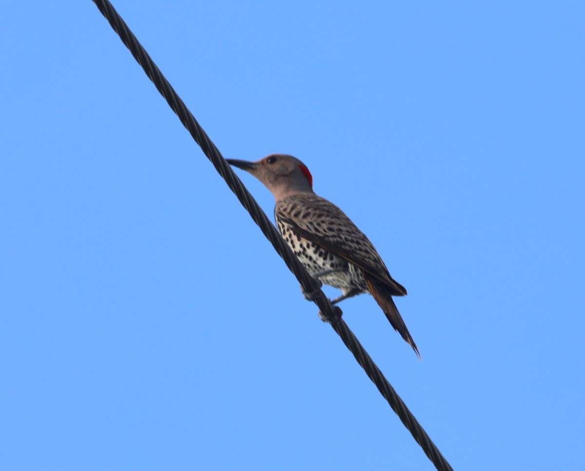 Northern Flicker - ML620427050