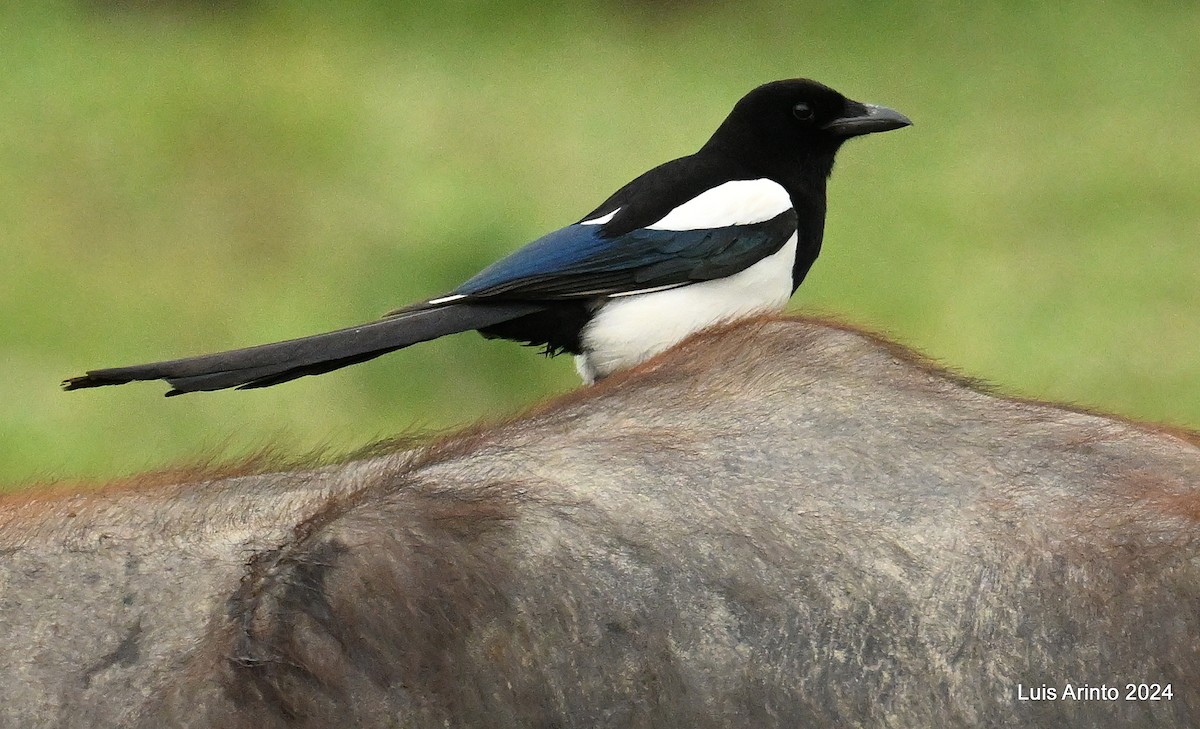 Eurasian Magpie - ML620427051