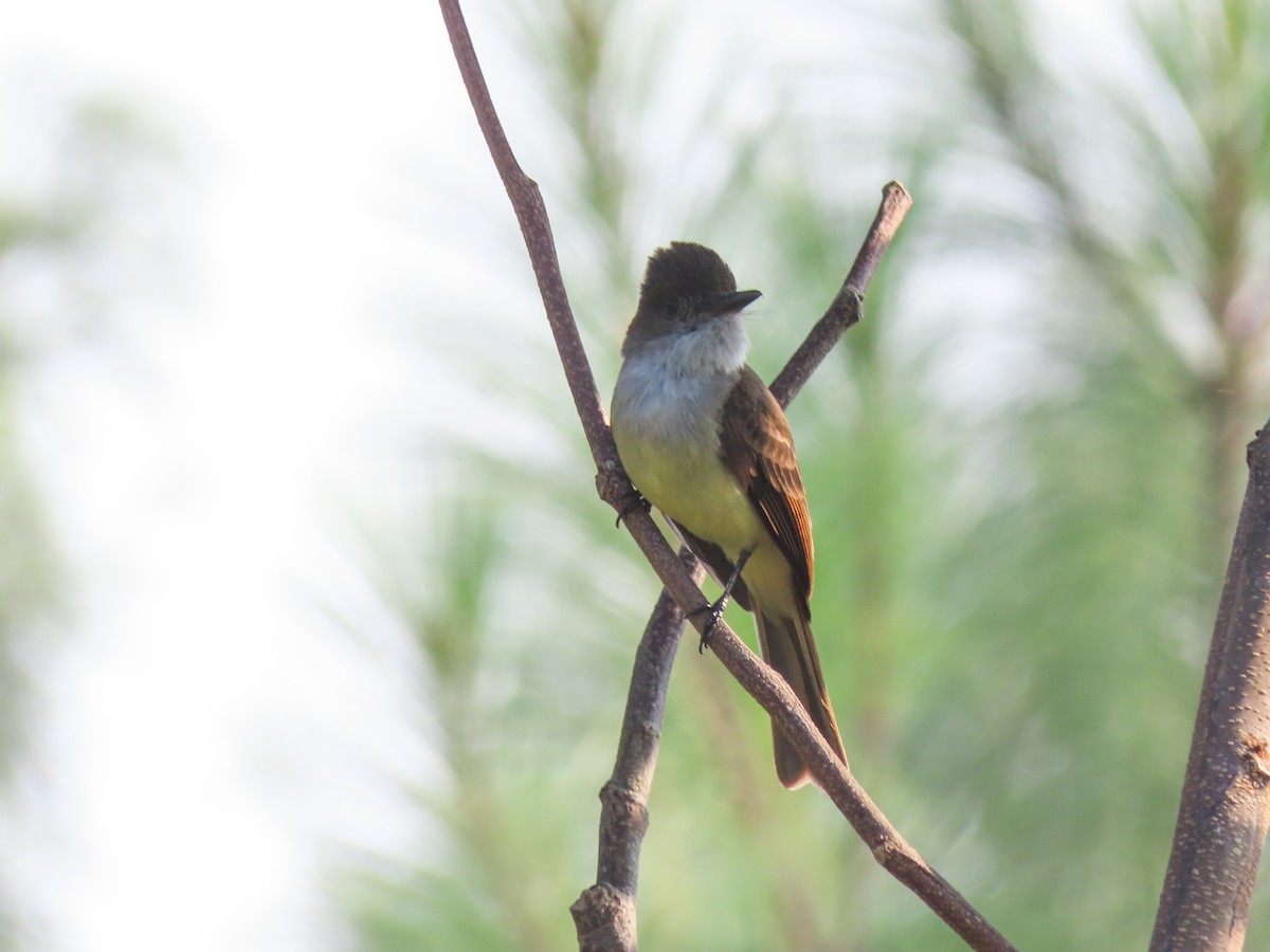 Dusky-capped Flycatcher - ML620427056