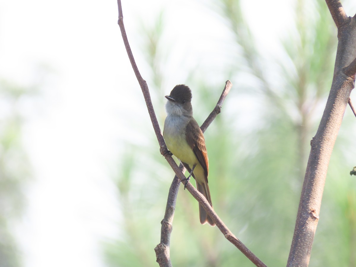 Dusky-capped Flycatcher - ML620427057