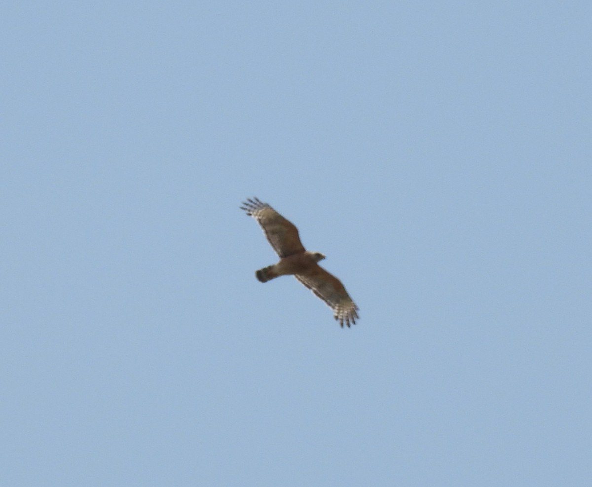 Red-shouldered Hawk - ML620427059