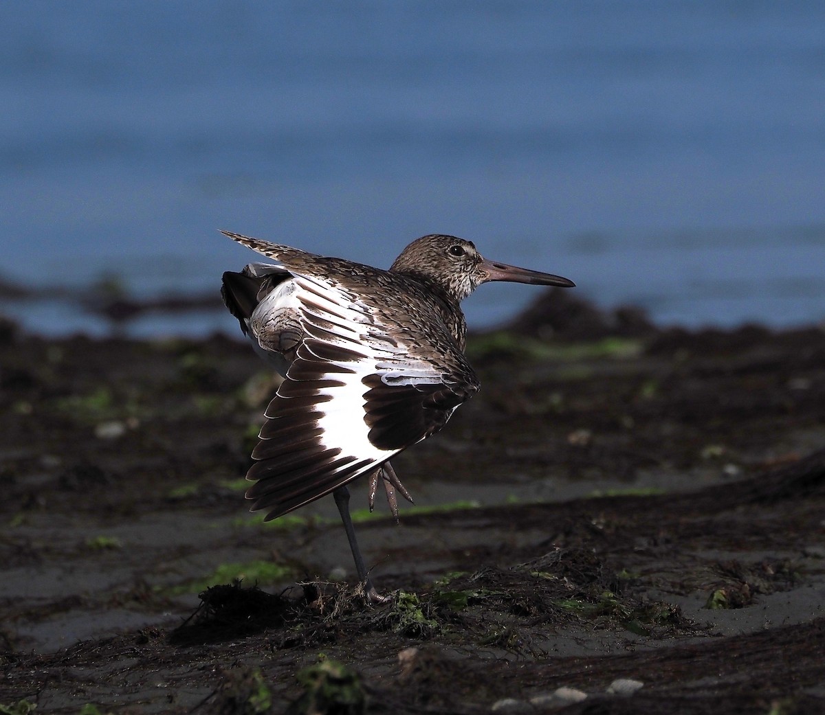 Willet - ML620427060