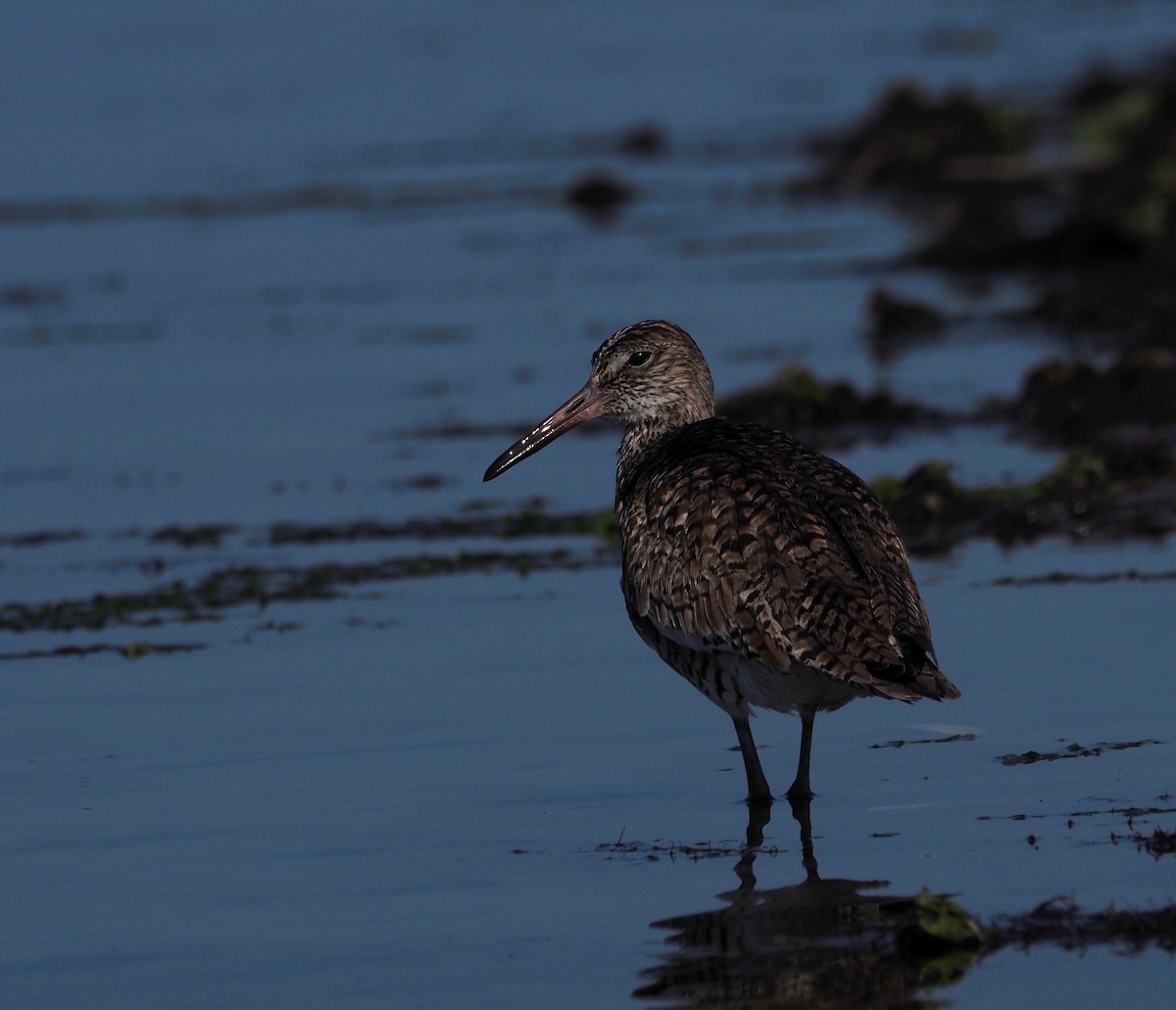 Willet - ML620427061