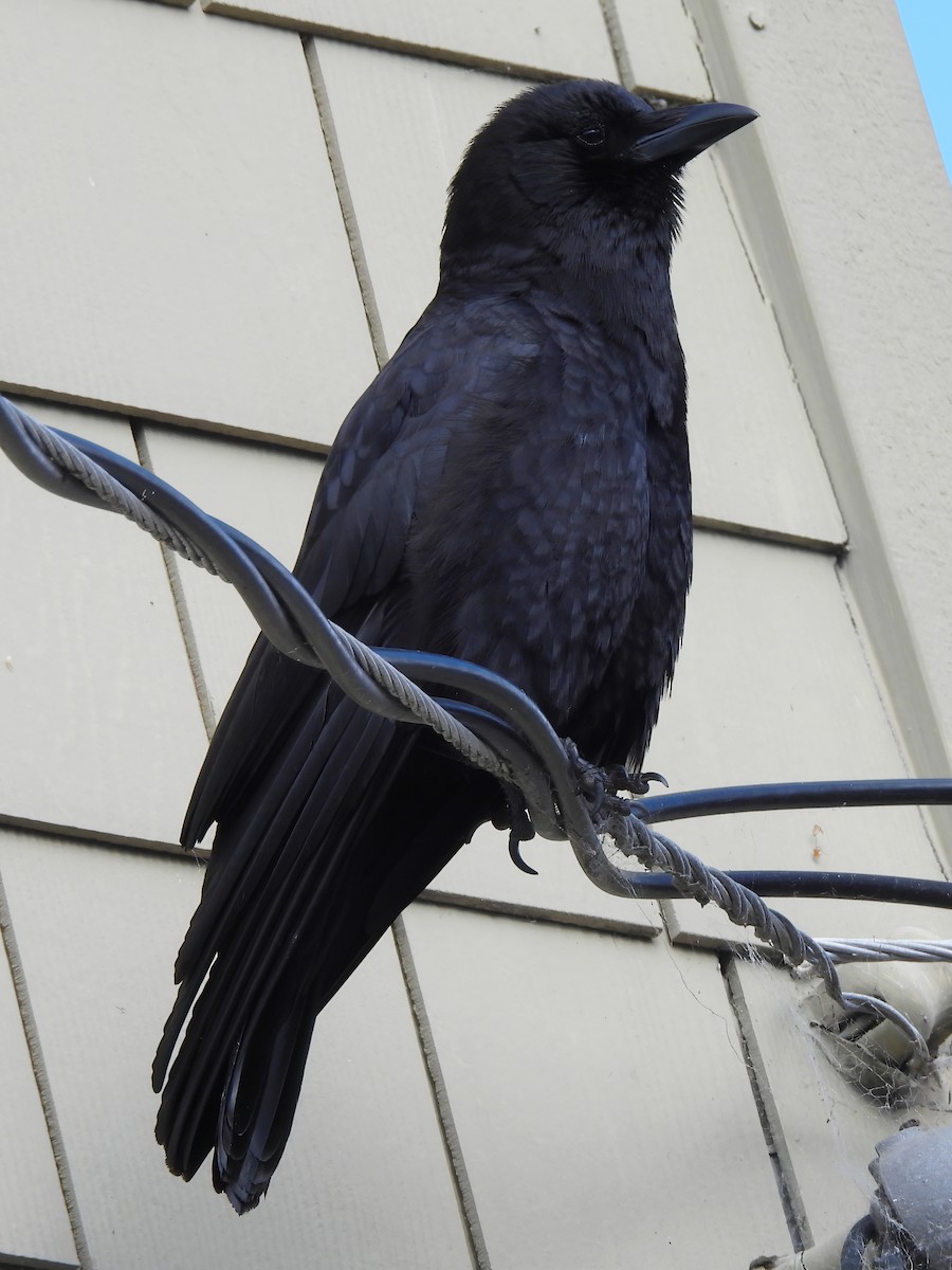 American Crow - ML620427063