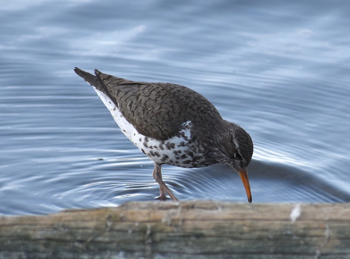 Spotted Sandpiper - ML620427071