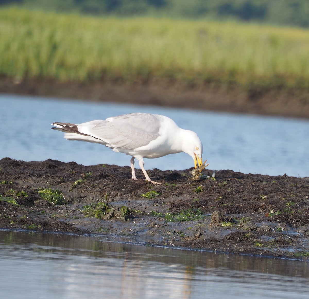 Herring Gull - ML620427072