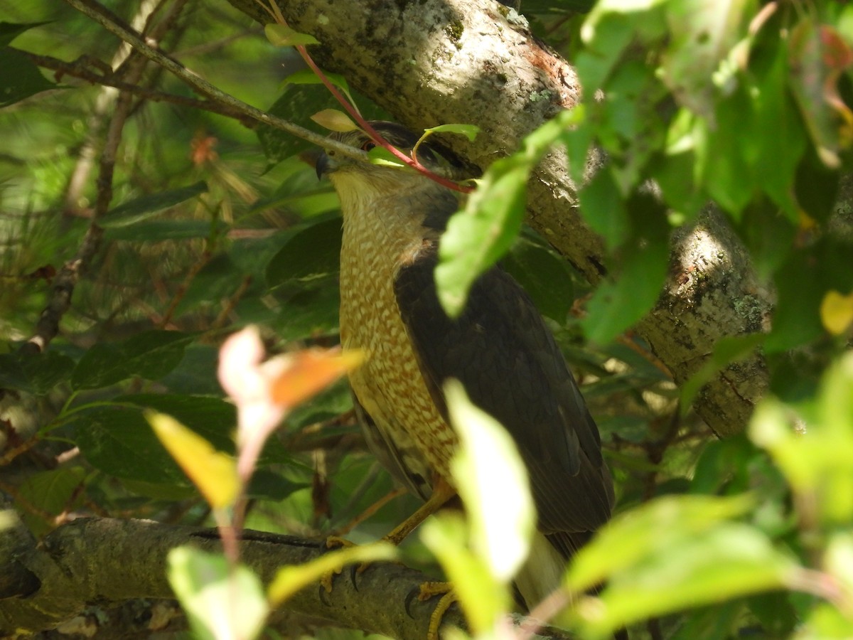 Cooper's Hawk - ML620427075