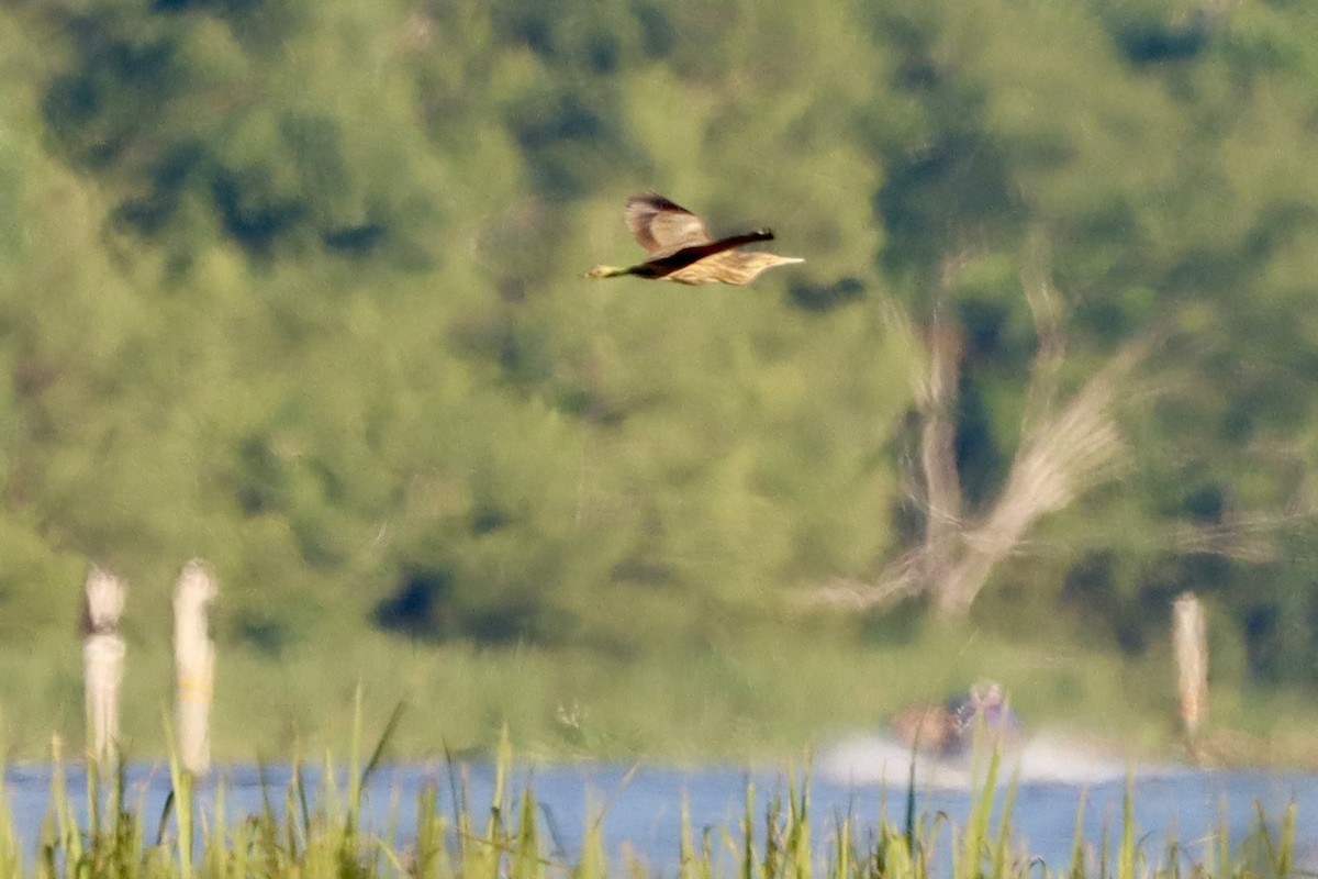 American Bittern - ML620427085